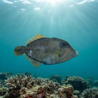 Honeycomb Filefish