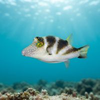 Crowned Puffer