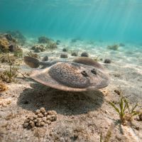 Cape Sleeper Ray