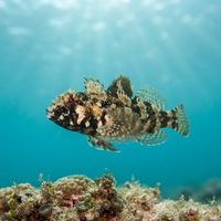 Cape Triplefin