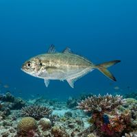 Adult blue runner with silvery-blue flanks and a forked tail schooling over a rocky reef.