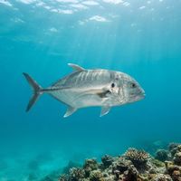 Crevalle Jack