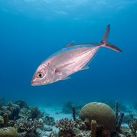 Adult bar jack with silvery body, dark blue-black lateral stripe and forked tail cruising over a Caribbean reef.