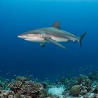 Dusky Shark