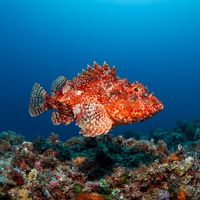 Cardinal scorpionfish with mottled reddish-brown skin and spiny fins resting on a rocky reef.