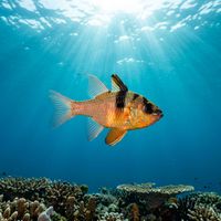 Cardinalfish with reddish-orange body and large dark eyes hovering among coral branches on a tropical reef.