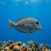 Caribbean Ocean Surgeonfish, a grey-brown oval-bodied fish with a white tail base and dark spine at the tail, swimming over a coral reef.