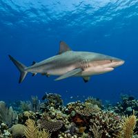Caribbean Reef Shark with grey-brown dorsal colouring and a pale underside cruising along a coral reef.