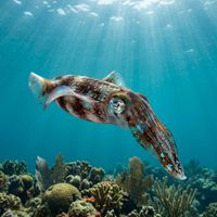 Reef squid with translucent body and iridescent colour-change patterns hovering above a shallow coral reef.