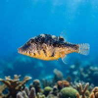 Caribbean Sharpnose Puffer, a small olive-brown fish with blue-edged markings and a pointed snout, hovering near a coral reef.