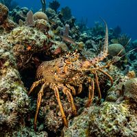 Caribbean Spiny Lobster with long spiny antennae and brown-orange spotted body sheltering under a coral reef ledge.