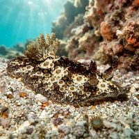 Carminodoris Estrelyado
