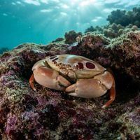 7-11 Crab