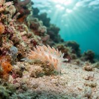 Corange-tip Cuthona nudibranch with translucent body and orange-tipped cerata on dark rocky seabed.