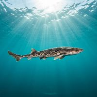 Catshark resting on a rocky reef, showing pale brown body with dark brown spots and a slender elongated tail.