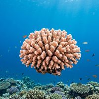 Cauliflower Coral