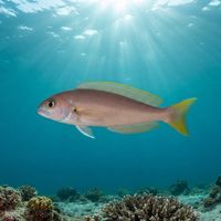 Ocean Whitefish