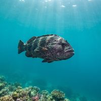 Monkeyface Prickleback