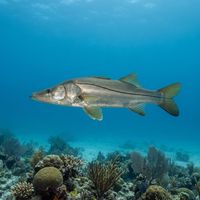 Common Snook