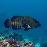 Peacock Grouper
