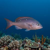 Pacific Creolefish