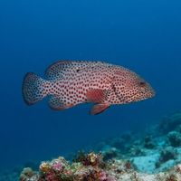 Graysby resting on coral reef, mottled reddish-brown body covered in dark spots.