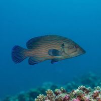 Adult bluelined hind with reddish-brown body and thin blue lines resting near a coral reef ledge.