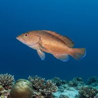 Adult coney with reddish-brown mottled body, blue spots, and pale underside resting near a coral reef ledge.