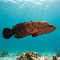 Blackfin Grouper