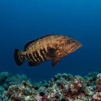 Adult Panama Graysby with mottled reddish-brown body resting near a rocky Pacific reef ledge.