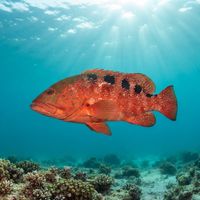 Sixspot Grouper