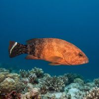 Darkfin Hind
