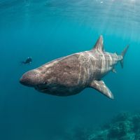 Basking shark with grey-brown skin and huge open mouth filter-feeding near the surface in cold water.
