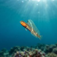 Yellowface Pikeblenny