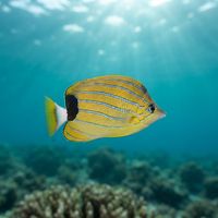 Bluestripe Butterflyfish