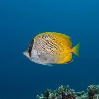 Günther's Butterflyfish