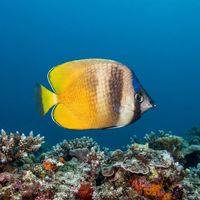 Sunburst Butterflyfish