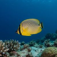 Oval butterflyfish with orange-red diagonal stripes and a black eye band swimming close to coral reef.