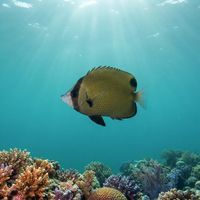 Black-spotted Butterflyfish