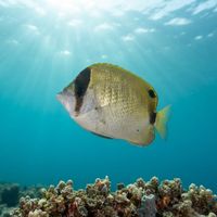 Reef Butterflyfish