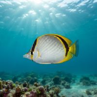 Yellowdotted Butterflyfish