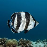 Banded butterflyfish with black-and-white bands and a dark eye stripe hovering near coral reef structure.