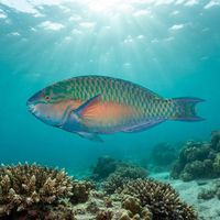 Chameleon Parrotfish