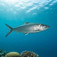 Milkfish
