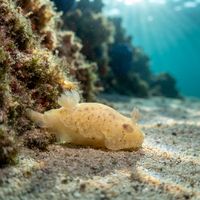 Chan's Dorid