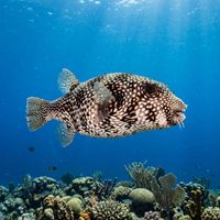 Checkered Puffer with pale body covered in dark brown reticulated markings resting near a shallow reef.