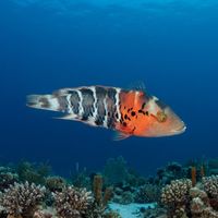Adult redbreasted wrasse with a barred greenish body and pink-orange face resting near a coral reef.
