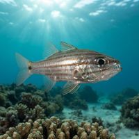 Wolf Cardinalfish