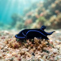Blue Velvet Headshield Slug