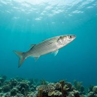 Golden grey mullet with silvery flanks and a golden cheek patch schooling near a rocky Mediterranean seabed.